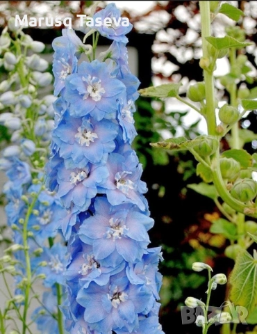 Делфиниум -10 вида , снимка 17 - Градински цветя и растения - 53818064