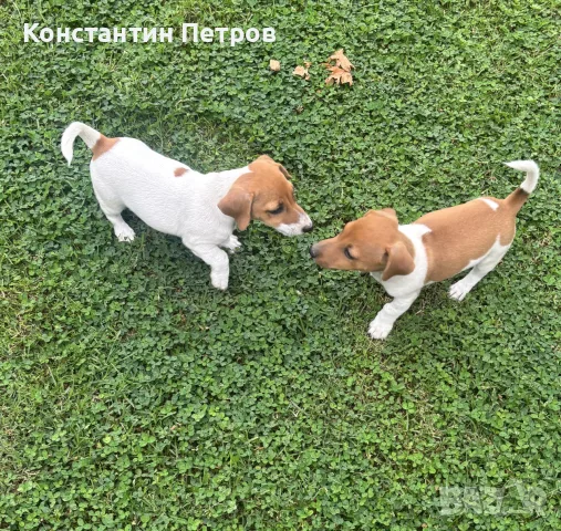 Джак Ръсел териерчета, снимка 5 - Джак ръсел териер - 55873228