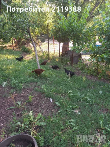 Свободни петлета на 4.5 месеца, снимка 4 - Кокошки и пуйки - 51021180