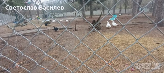 Продавам зайци, петли и патици за консумация + декоративно козле, снимка 2 - Кокошки и пуйки - 53028981