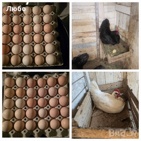 Оплодени яйца Брезе, Австралорп, Черен мед Маран и Крем Легбар, снимка 6 - За птици - 53035367
