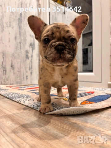 Френски булдог, снимка 6 - Френски булдог - 53420273