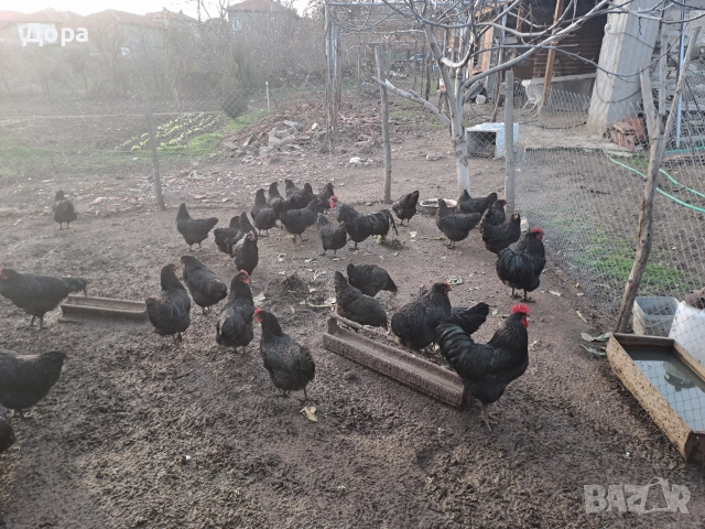 оплодени яйца от кокошки черен авсралорп , снимка 10 - Кокошки и пуйки - 52885276