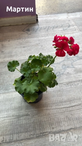 Стайни растения за дома и офиса , снимка 2 - Стайни растения - 52435932