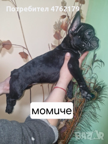 Френски булдог, снимка 4 - Френски булдог - 53800045