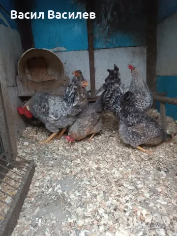 Продавам разплодни яйца , снимка 10 - Кокошки и пуйки - 39458687