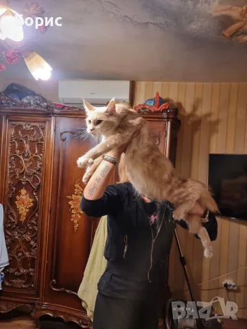 Мейн куун котета, снимка 5 - Мейн кун - 56403645