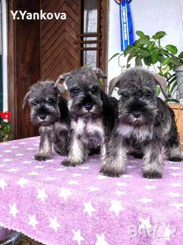 Ексклузивно кучило мини шнауцер Salt & Pepper, снимка 3 - Други - 52515218