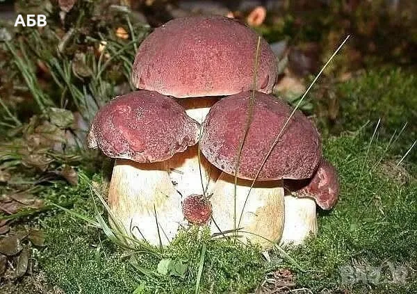 Прясна и суха борова манатарка, пачи крак!, снимка 3 - Домашни продукти - 27684634