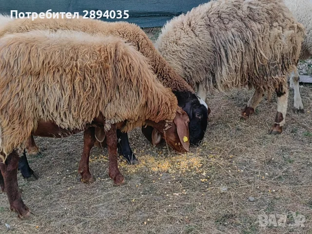 бартер за крави телета , снимка 8 - Овце - 55868544