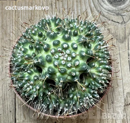 Mammillaria painteri ‘Supernova’, снимка 1 - Стайни растения - 48027387