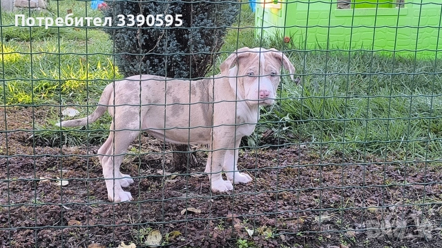 Американско Були Хл Момичета , снимка 10 - Питбул - 52863050