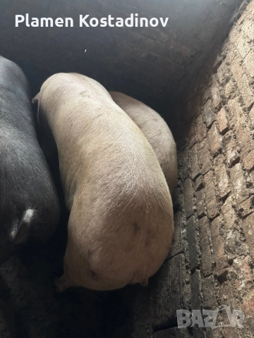 Прасета за клане, снимка 2 - Прасета - 51993295