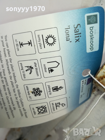 ВЪРБА 60СМ 1203240844, снимка 14 - Градински цветя и растения - 44725165