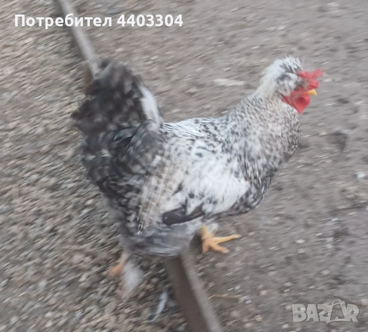 Петли , снимка 2 - други­ - 53854136