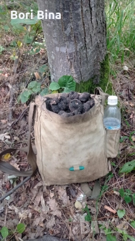 кучета за Трюфели , снимка 2 - Шпаньоли - 52206296