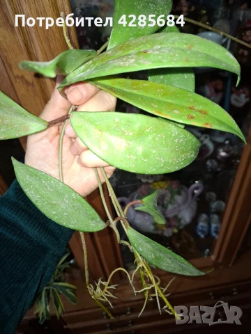 хоя пубикалукс /пепел от рози тъмна /, снимка 14 - Стайни растения - 50045816