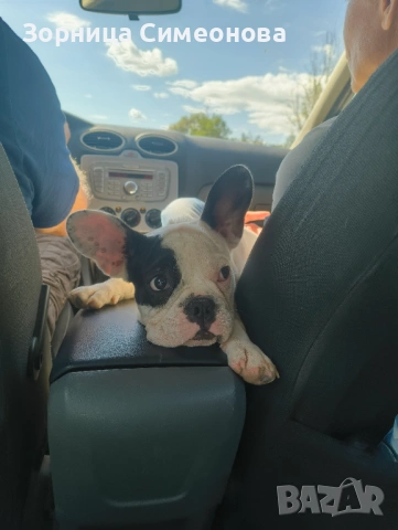 Френско булдоче женско, снимка 4 - Други - 53221224