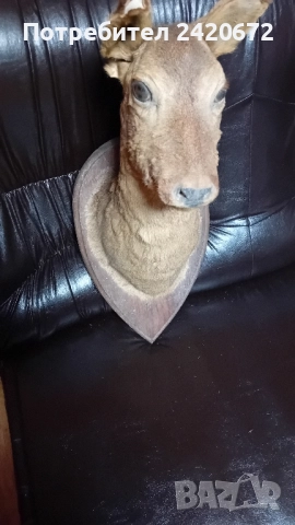 препарирана глава сърандак Препарирана бялка Препарирана катеричка., снимка 2 - Други - 52065871