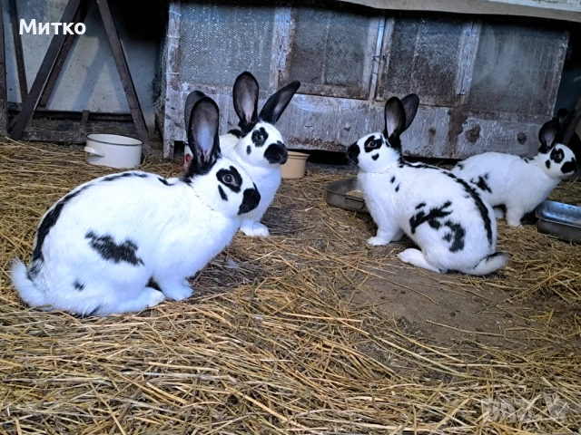 Женски зайци готови за заплождане 