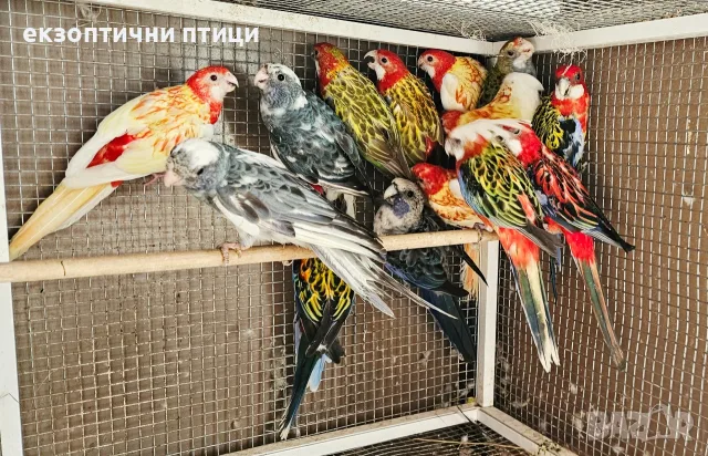 Продавам Розели-(Пенанти) , снимка 8 - Папагали - 56140623