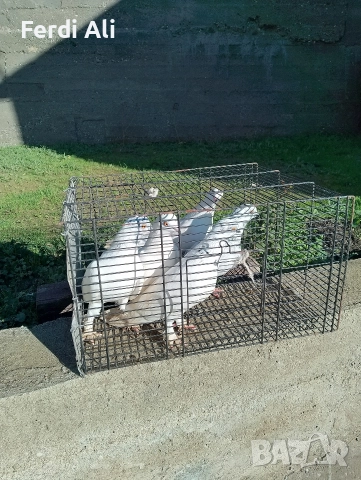 Продавам гълъби на въртене , снимка 4 - Гълъби - 37203652