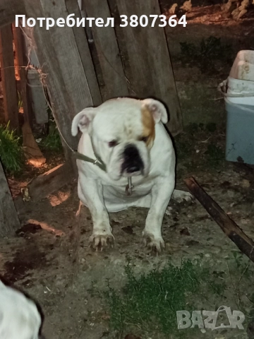 Свободен за разплод мъжки Английски булдог , снимка 7 - Английски булдог - 51313446