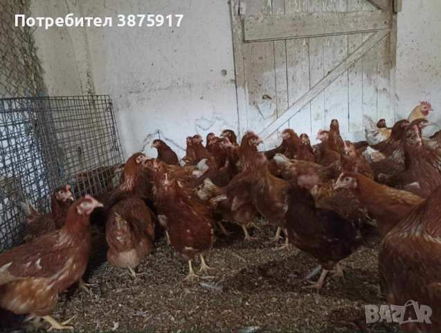 продавам ярки ломан Браун 