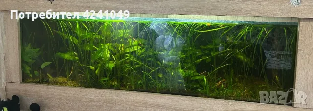 Аквариум , снимка 1