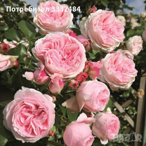 Роза 8, снимка 2 - Градински цветя и растения - 41783302