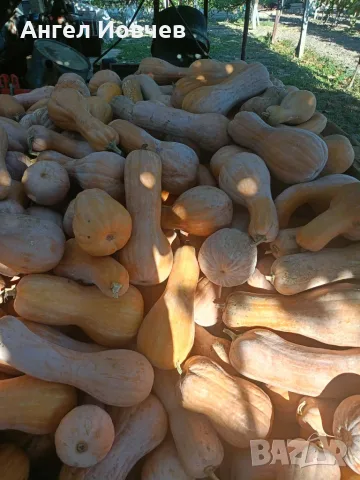 Тикви цигулка реколта 2026г., снимка 2 - Домашни продукти - 56378282