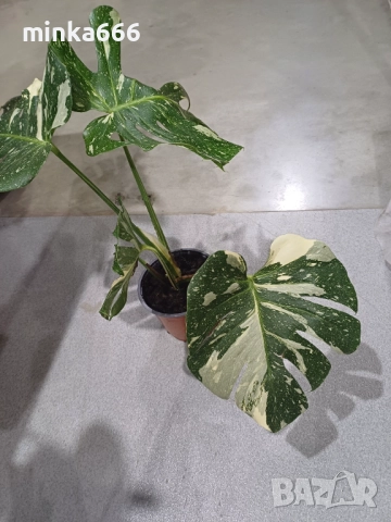 Thoi монстера, снимка 2 - Стайни растения - 52863757