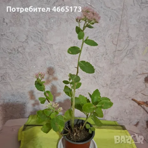 Лечебна Дебела Мара комплект , снимка 7 - Градински цветя и растения - 54580584