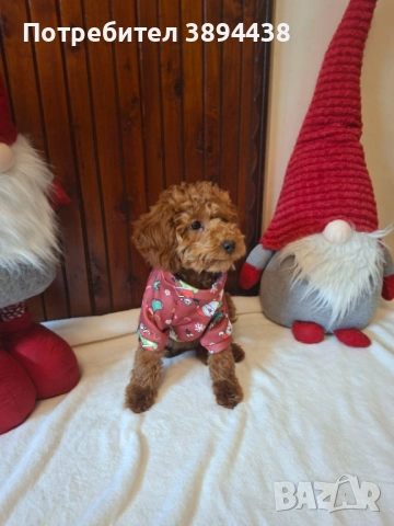 Пудел той/мини женско , снимка 3 - Пудели - 52427807