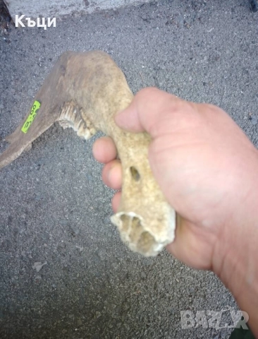 Челюсти от крава. , снимка 5 - Други - 52201884