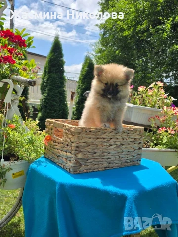 померан Померанче , снимка 1