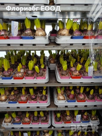 Цветя за 8-ми март, снимка 8 - Стайни растения - 53523171