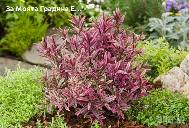 Хабе - Розова принцеса , снимка 4 - Градински цветя и растения - 49760853