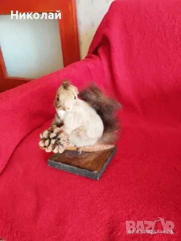 Продавам препарирана катерица , снимка 2 - Други ценни предмети - 49402550