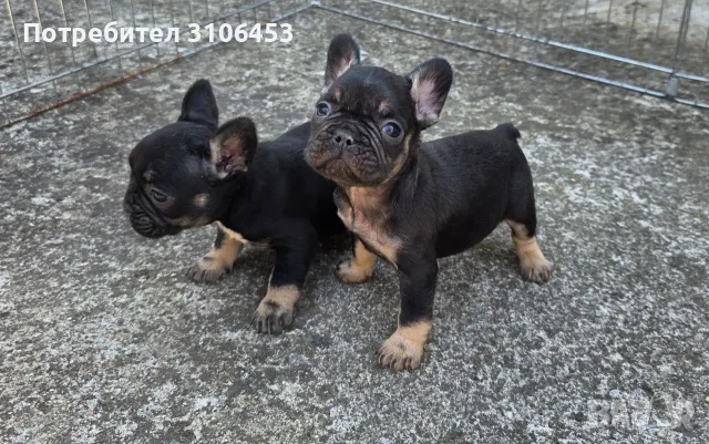 Френски булдог French Bulldog, снимка 3 - Френски булдог - 55795406