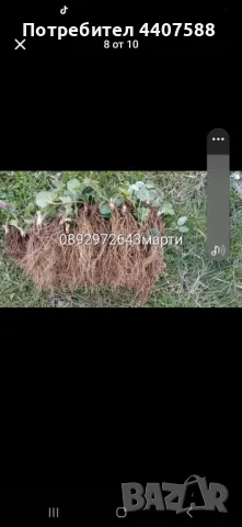 Разсад ягоди , снимка 10 - Разсади - 49471052