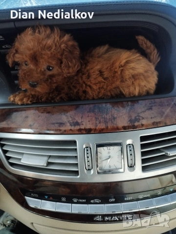 Пудел Tea Cup , снимка 7 - Пудели - 53707333