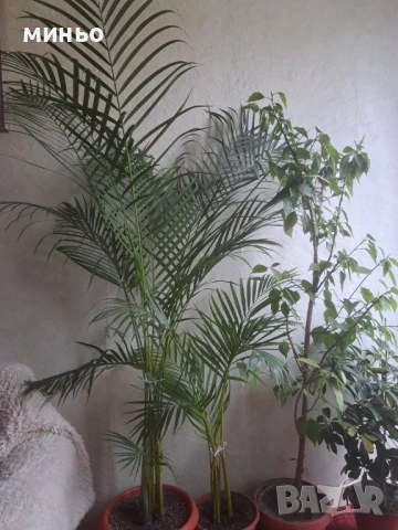 Продавам палма Арека висока 1.5 метра цена 150лв