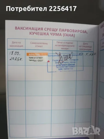 Мини шпиц померан, снимка 5 - Померан - 56182618