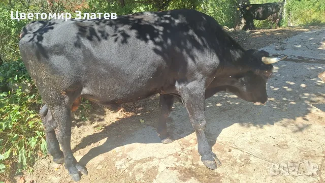 Продавам едно мъжко и едно женско теле , снимка 2 - Крави - 55943738