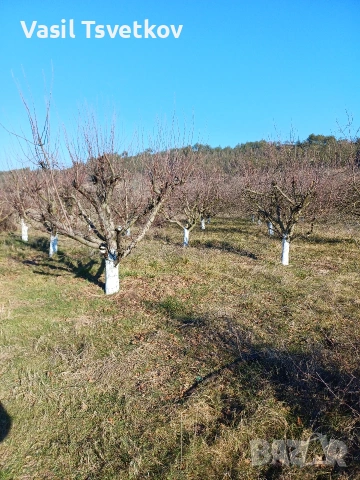 продава овощна градина