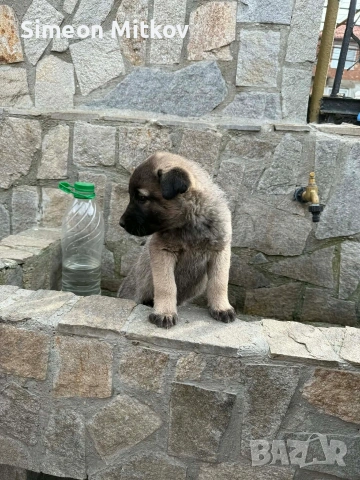 здравейте приятели продавама кангал на 1 месец и половина , снимка 2 - Кангал - 53723039