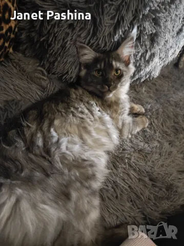 Мейн Кун чистокръвен , снимка 5 - Мейн кун - 48432225