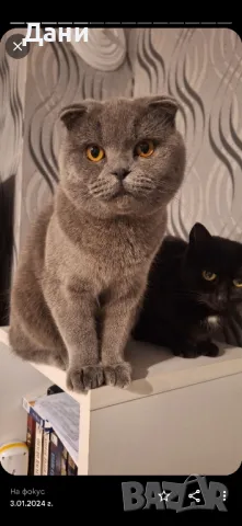 Клепоух Шотландски котарак за разплод, снимка 2 - Търси партньор - 48794025