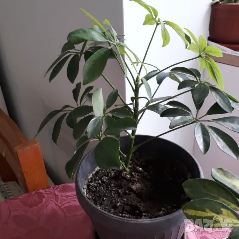 Шефлера  - две саксии, снимка 5 - Стайни растения - 50242910